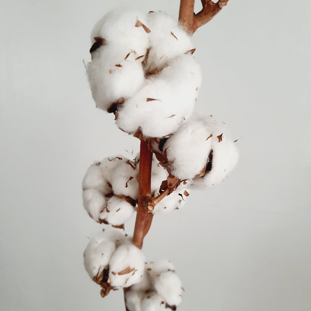 Cotton branch