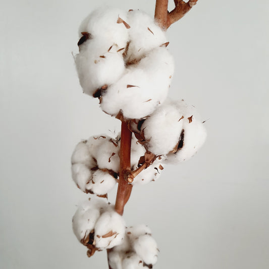 Cotton branch