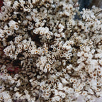 Limonium