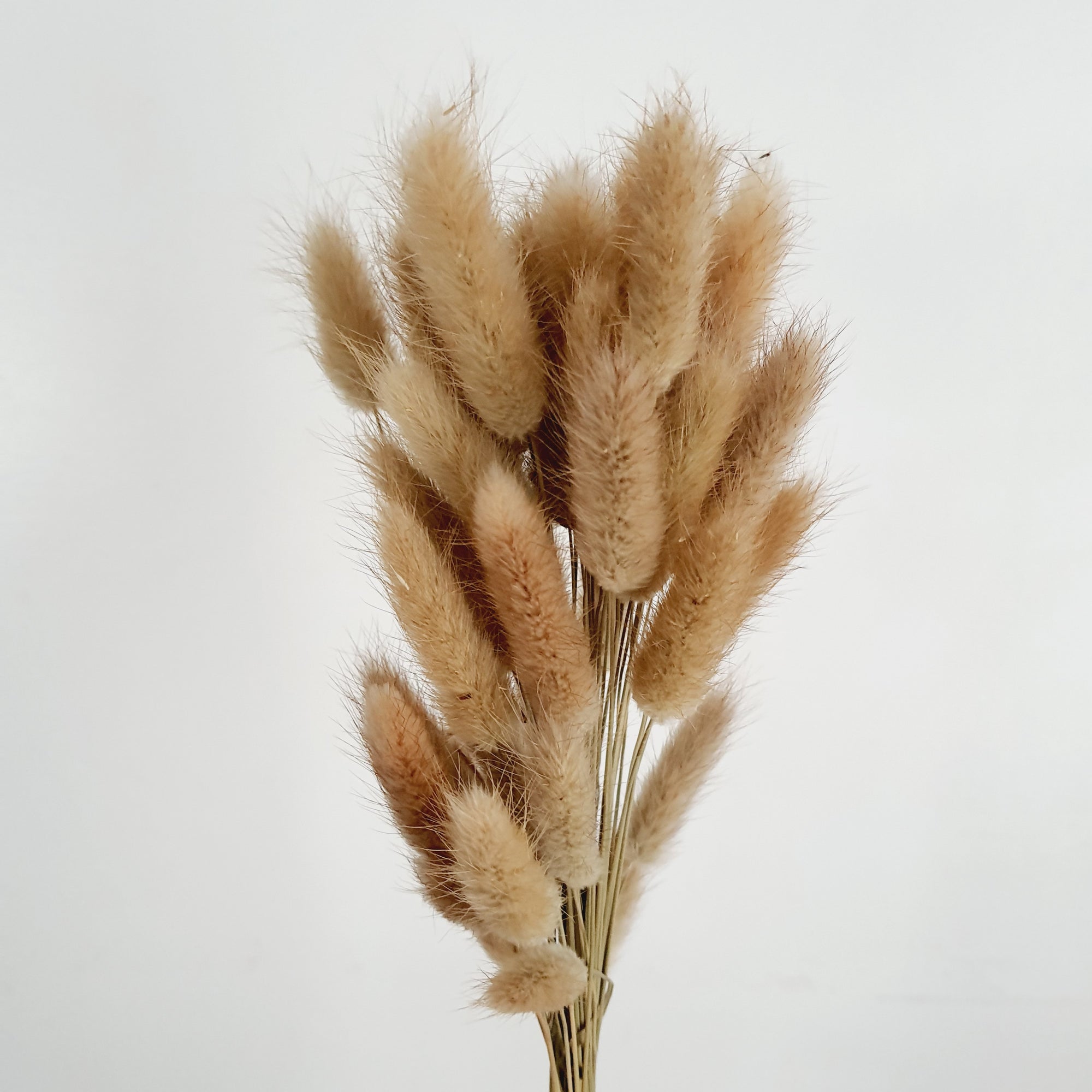 Lagurus (Bunny tails)