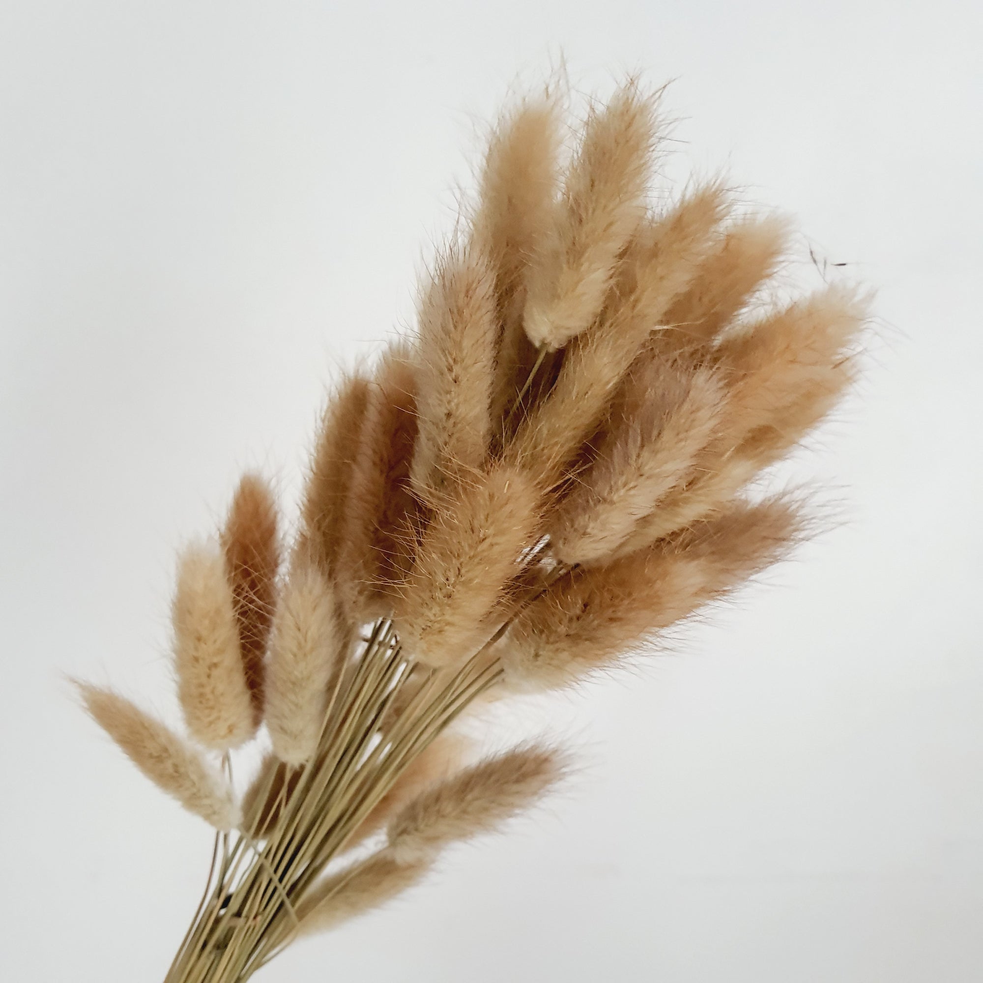 Lagurus (Bunny tails)
