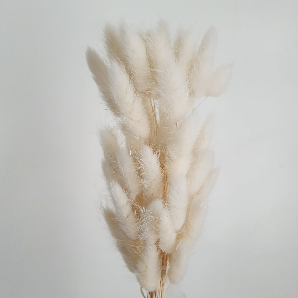 Lagurus (Bunny tails)