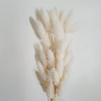 Lagurus (Bunny tails)
