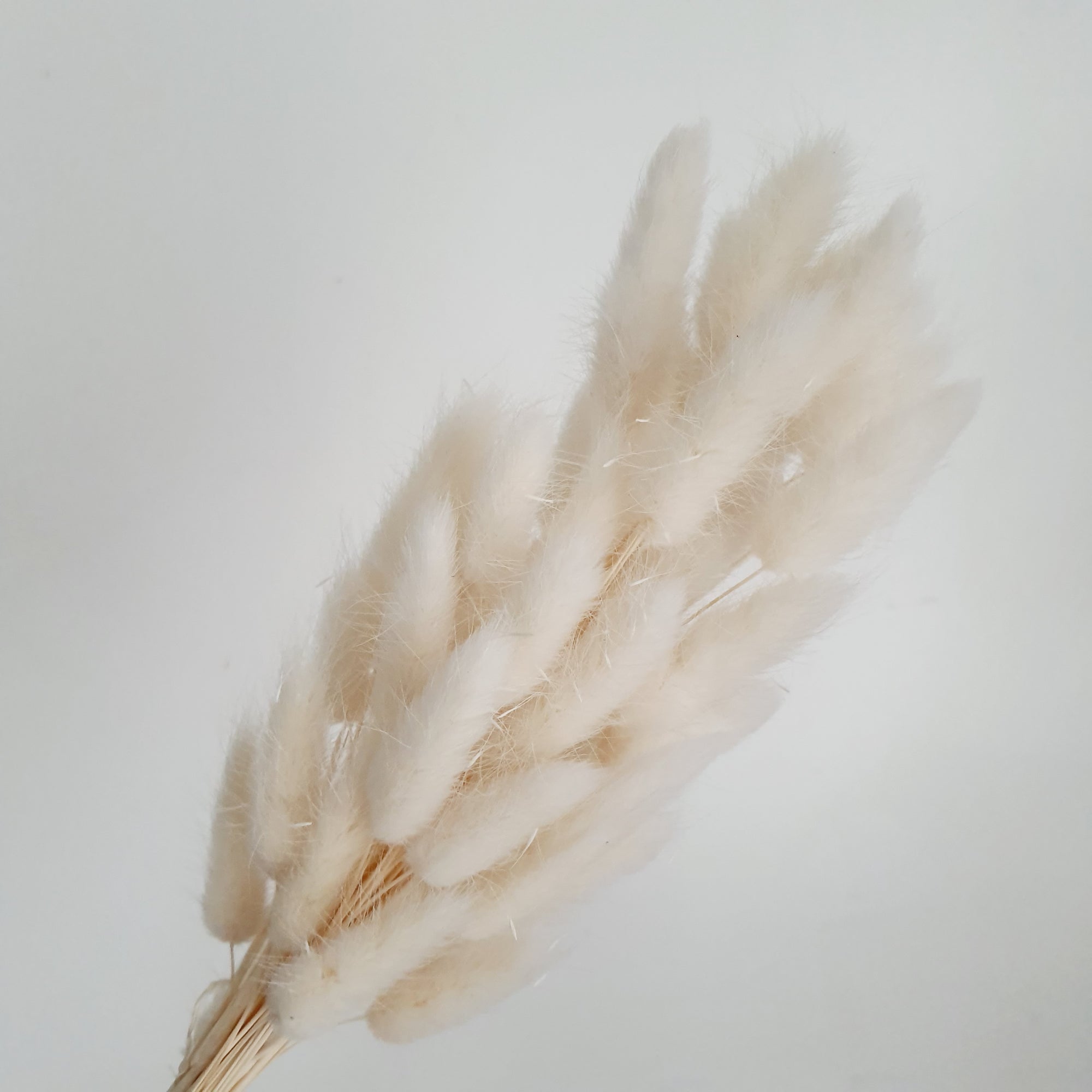 Lagurus (Bunny tails)