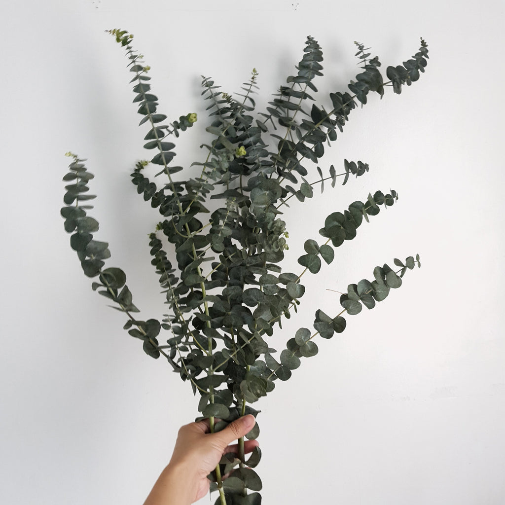 Eucalyptus