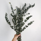 Eucalyptus