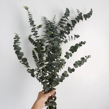 Eucalyptus