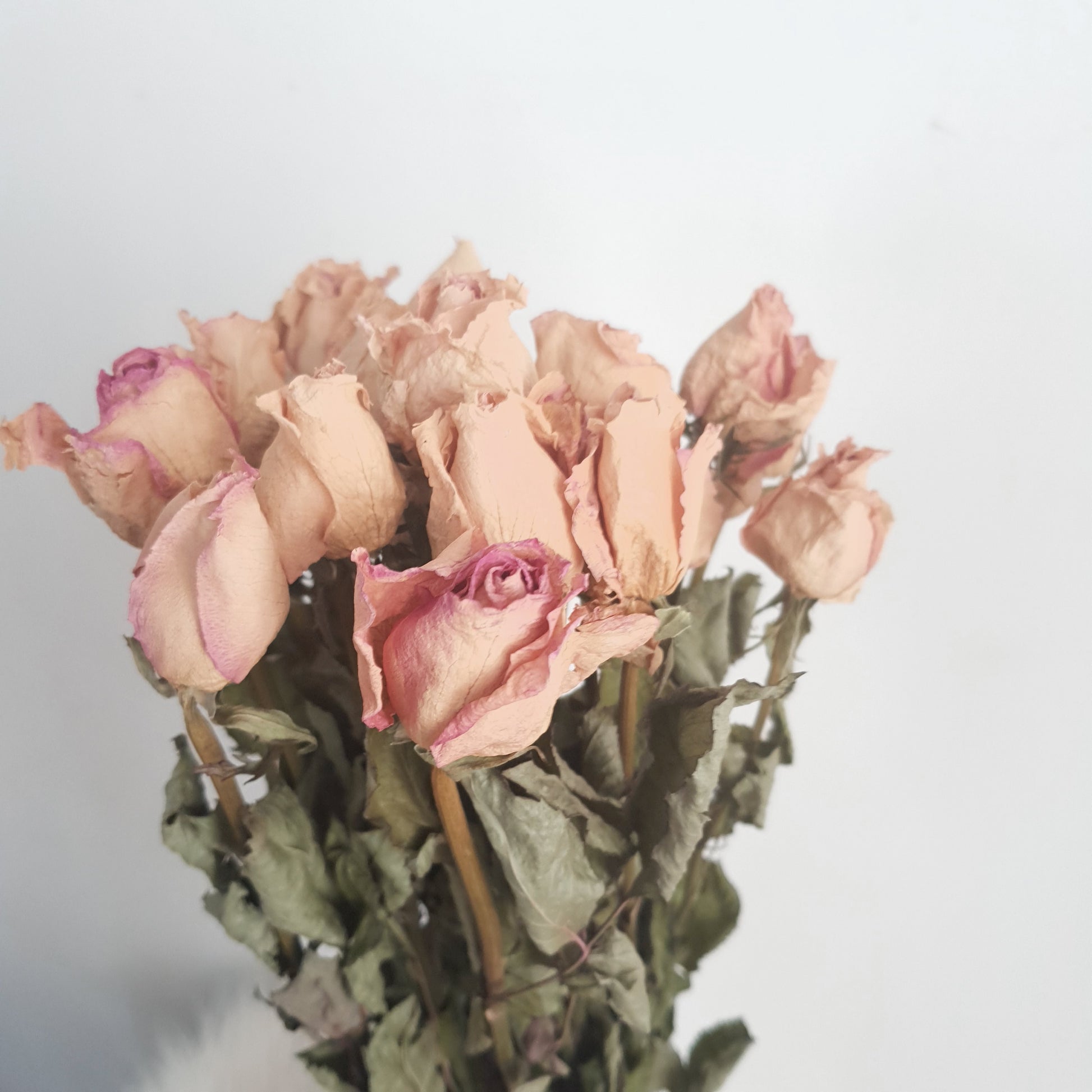 Dried Roses – The Wild Flora