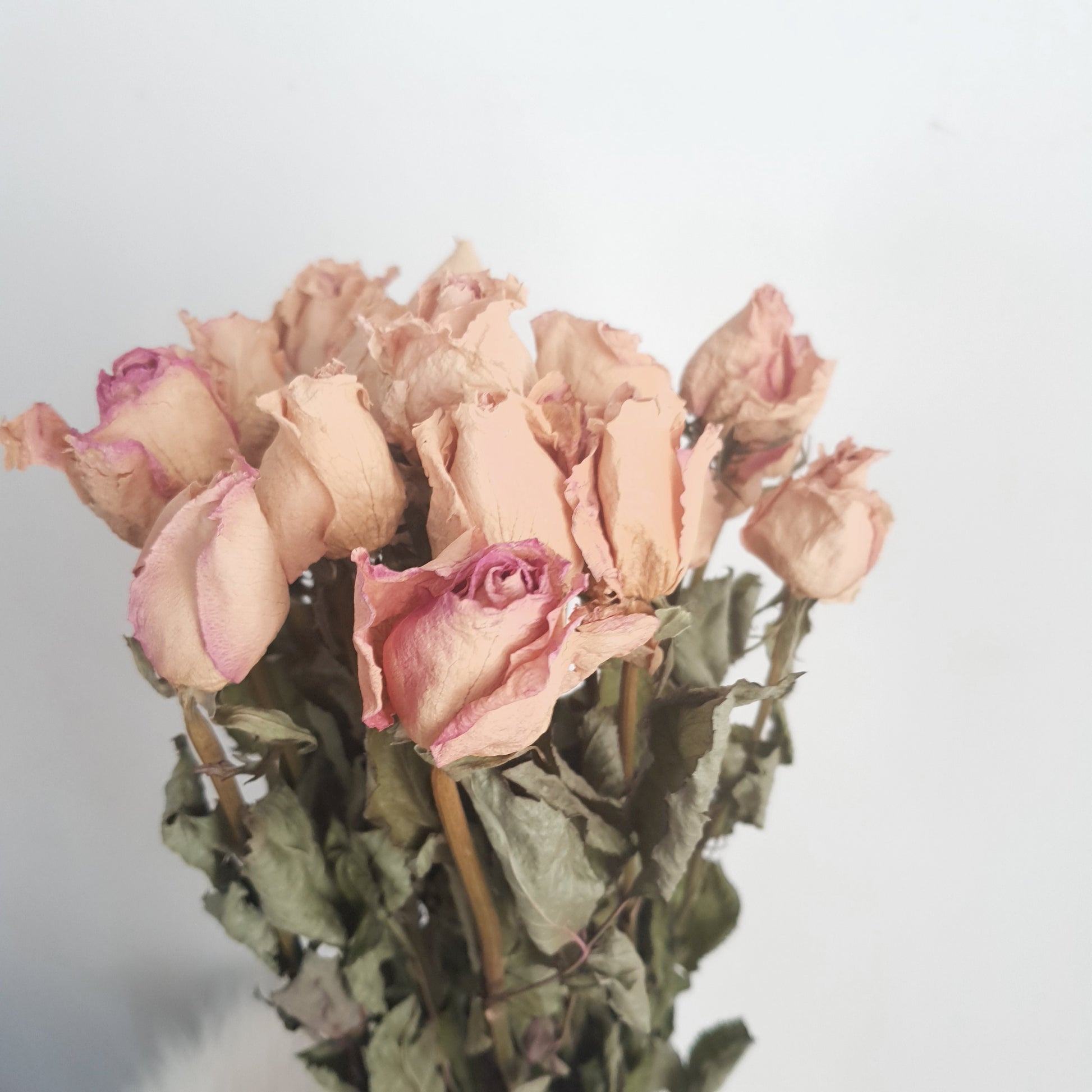 Dried Roses