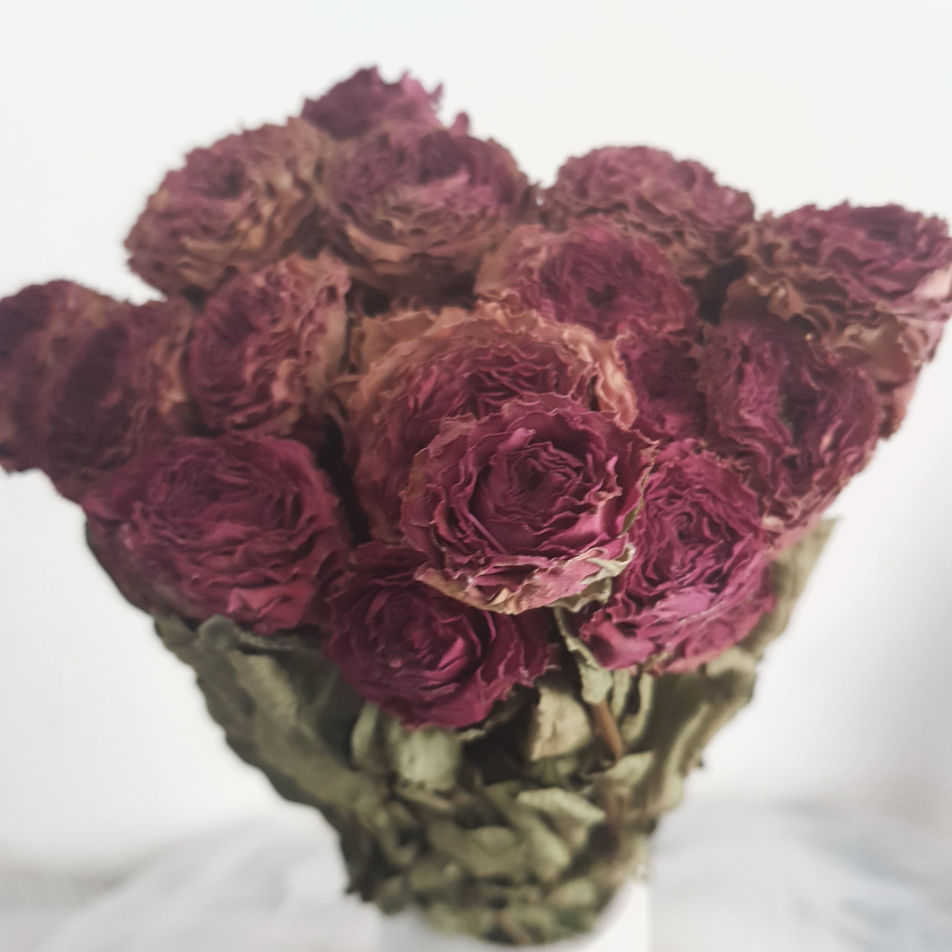 Dried Roses – The Wild Flora
