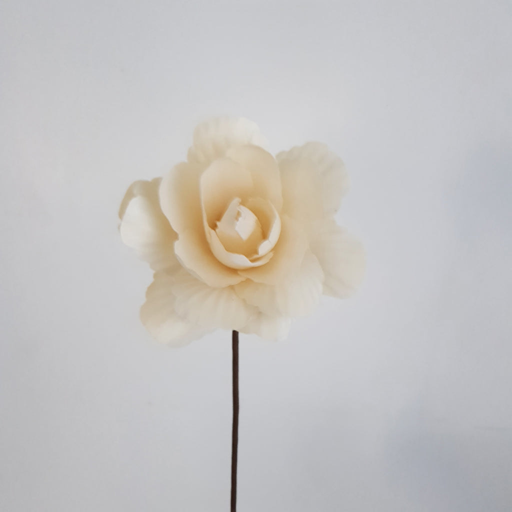 Asian Peony