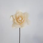 Asian Peony