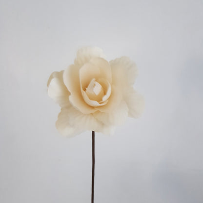 Asian Peony