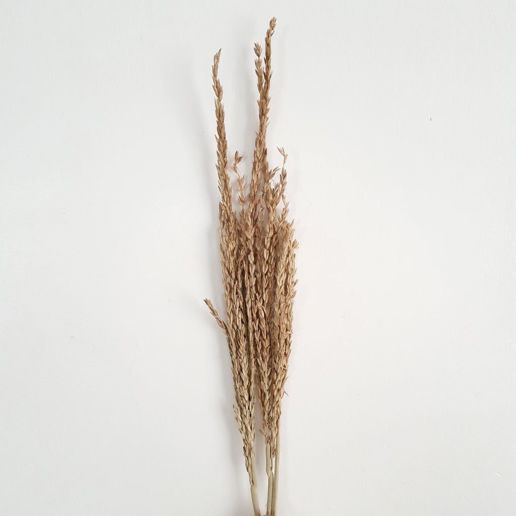 Wheat