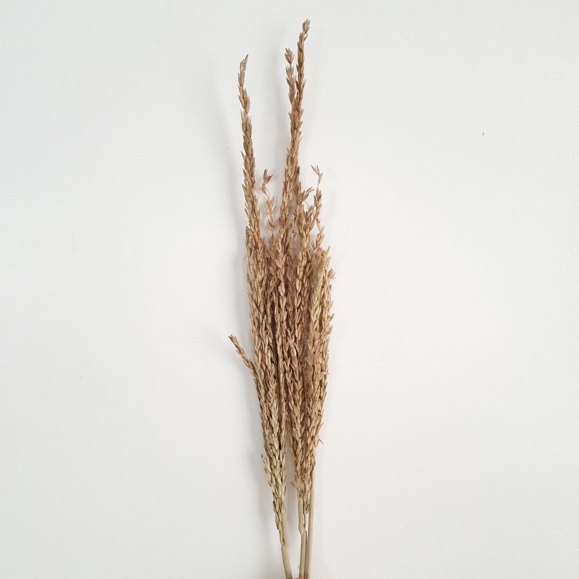 Wheat