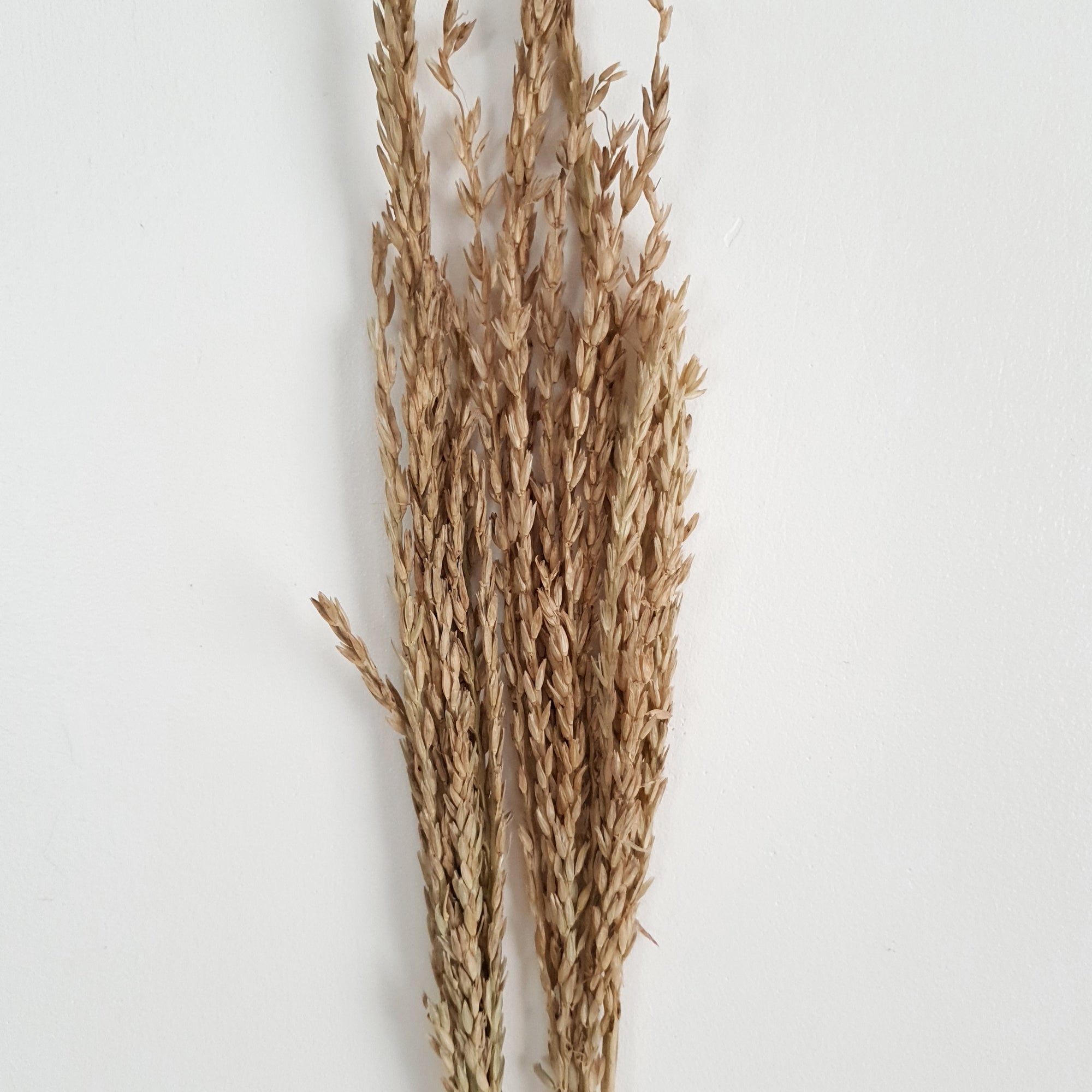 Wheat