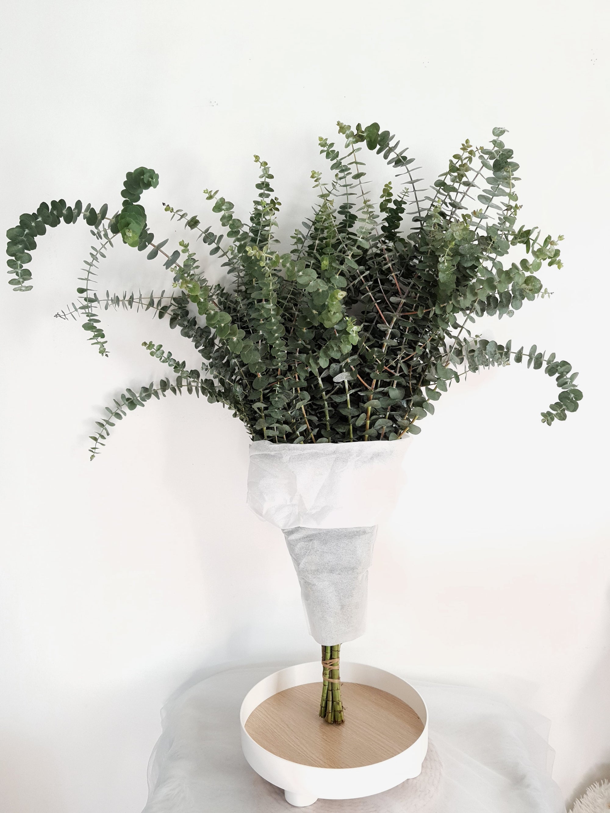 Eucalyptus