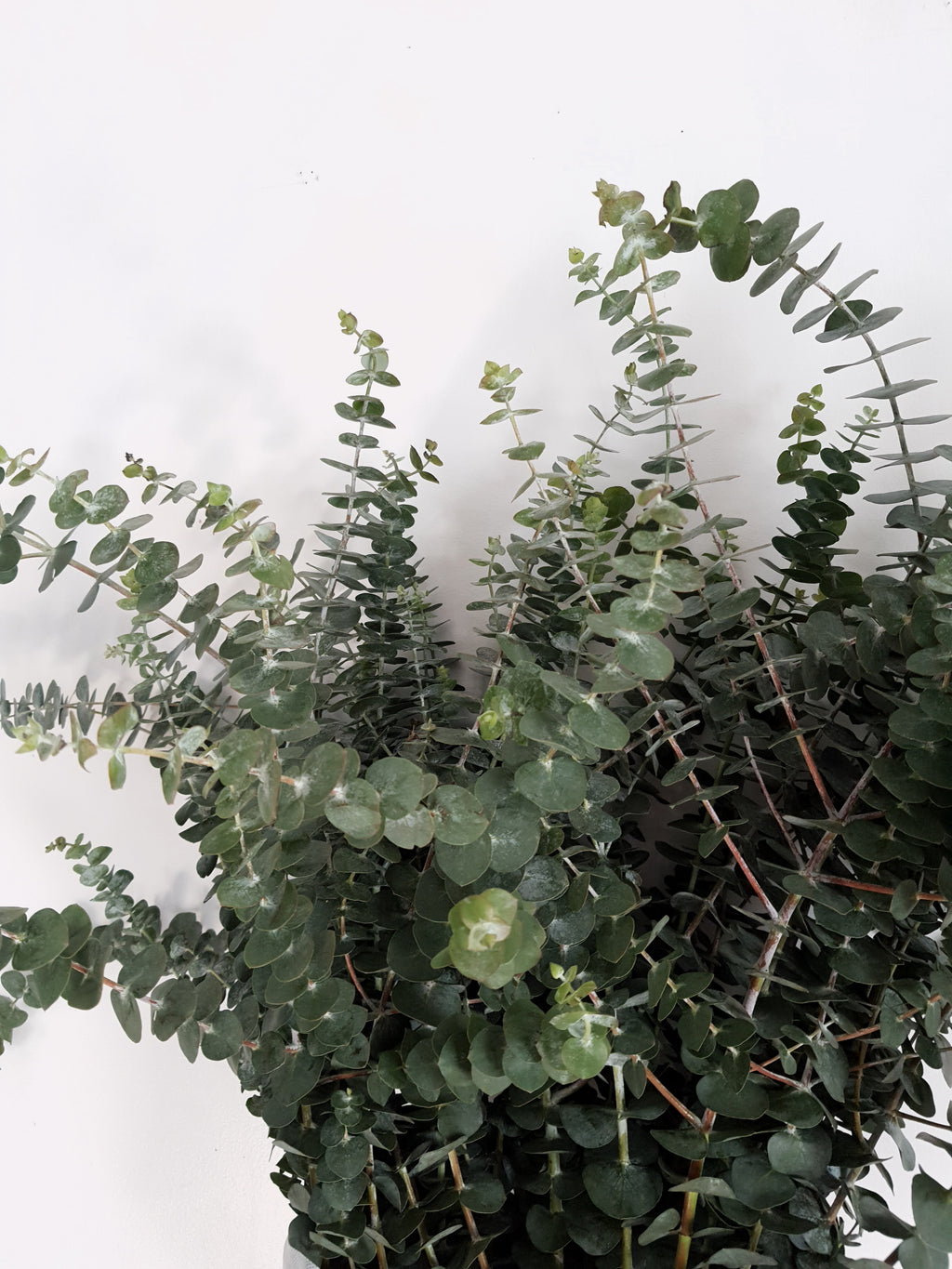 Eucalyptus