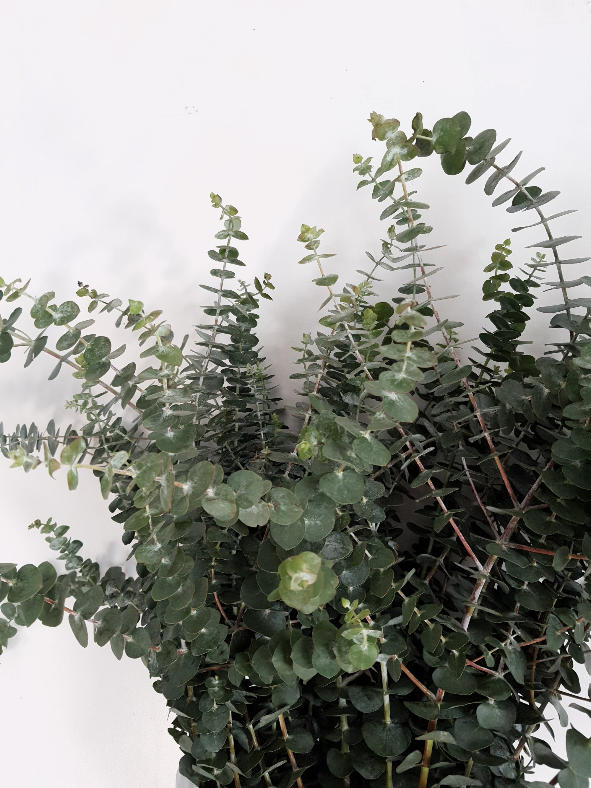 Eucalyptus