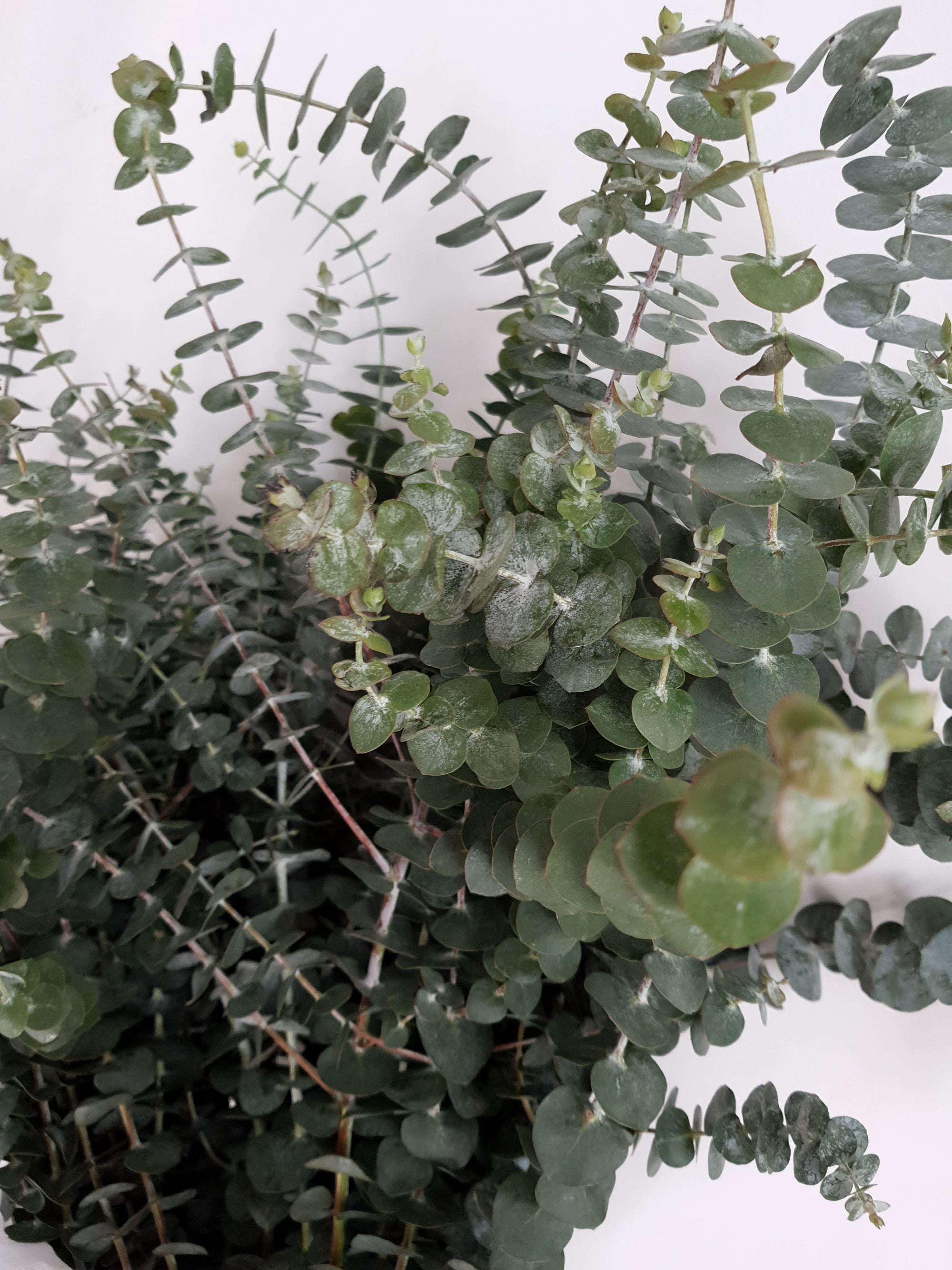 Eucalyptus