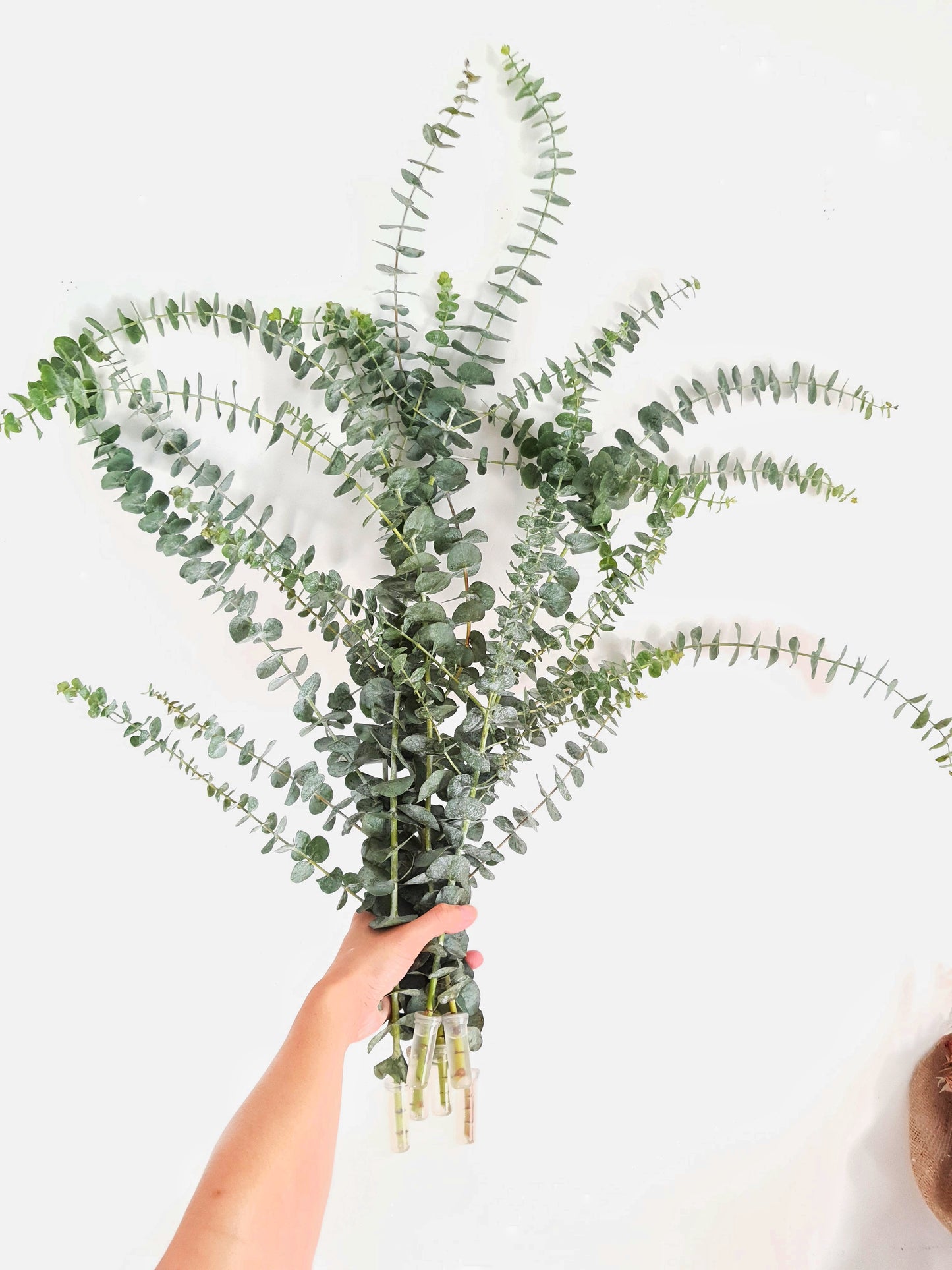 Eucalyptus