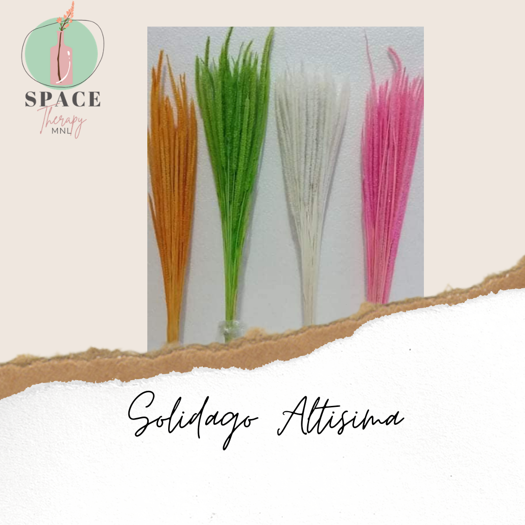 Solidago Altisima