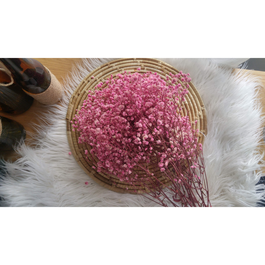 Gypsophila (Baby's Breath)