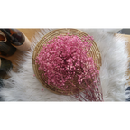 Gypsophila (Baby's Breath)