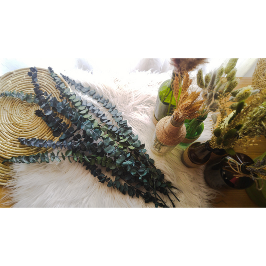 Preserved Eucalyptus (True Blue)