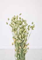 Phalaris Canary