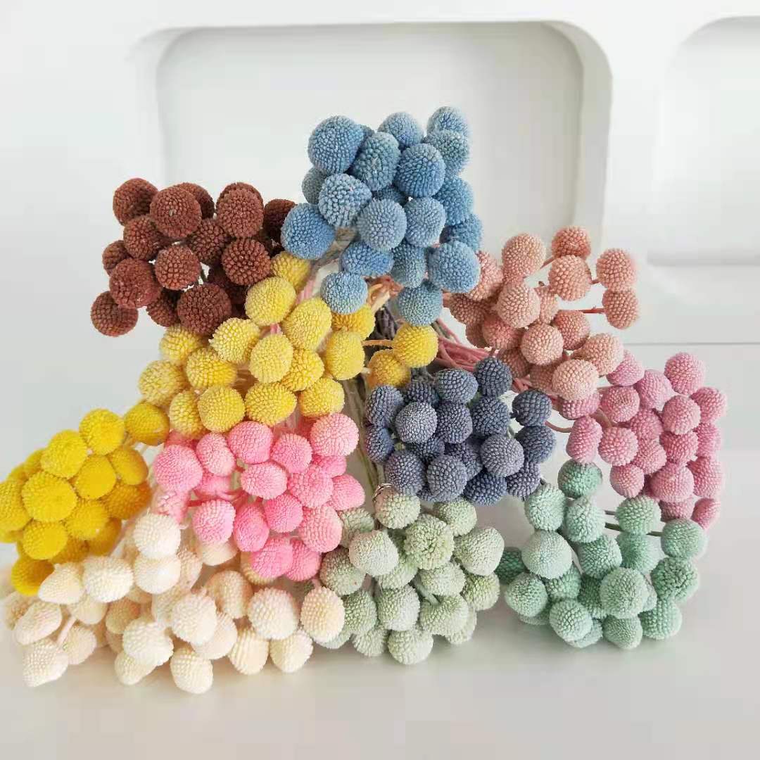 Billy Buttons (Craspedia)