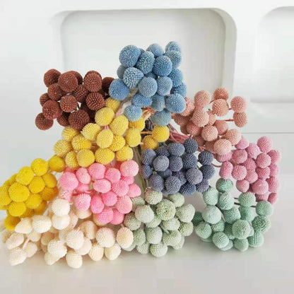 Billy Buttons (Craspedia)