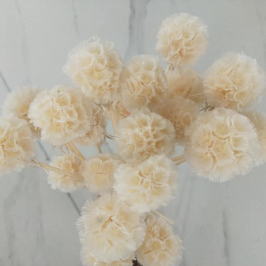 Scabiosa Stellata Pods