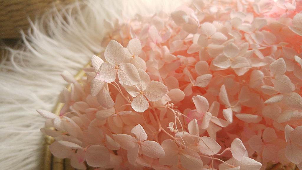 Hydrangeas