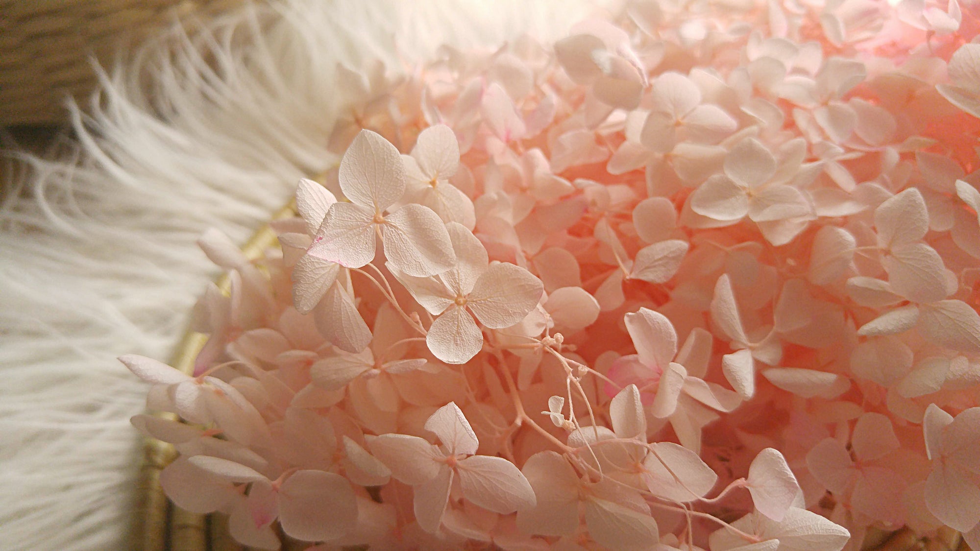 Hydrangeas