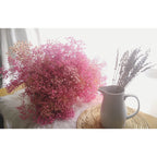 Gypsophila (Baby's Breath)