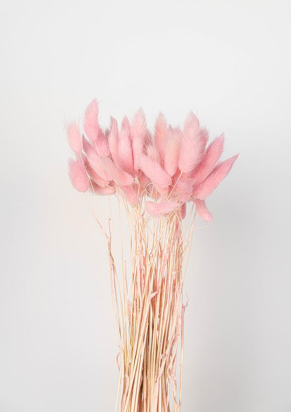 Lagurus (Bunny tails)