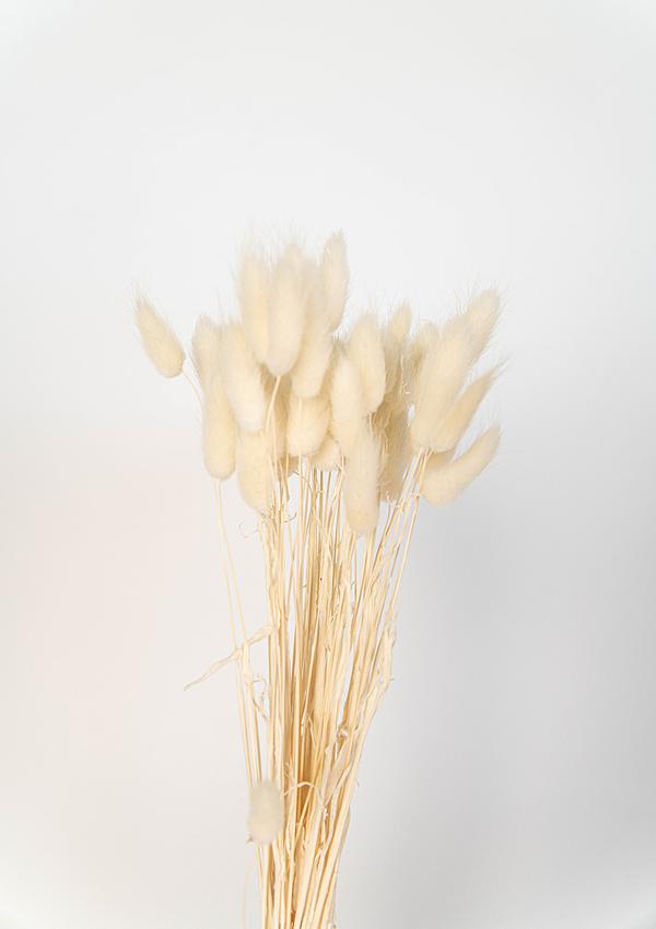 Lagurus (Bunny tails)
