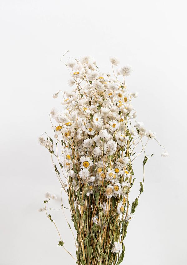 White Rodanthe