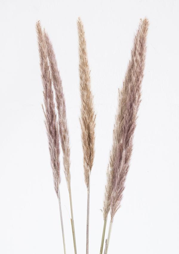 Dried Reed Grass (Mini Pampas)