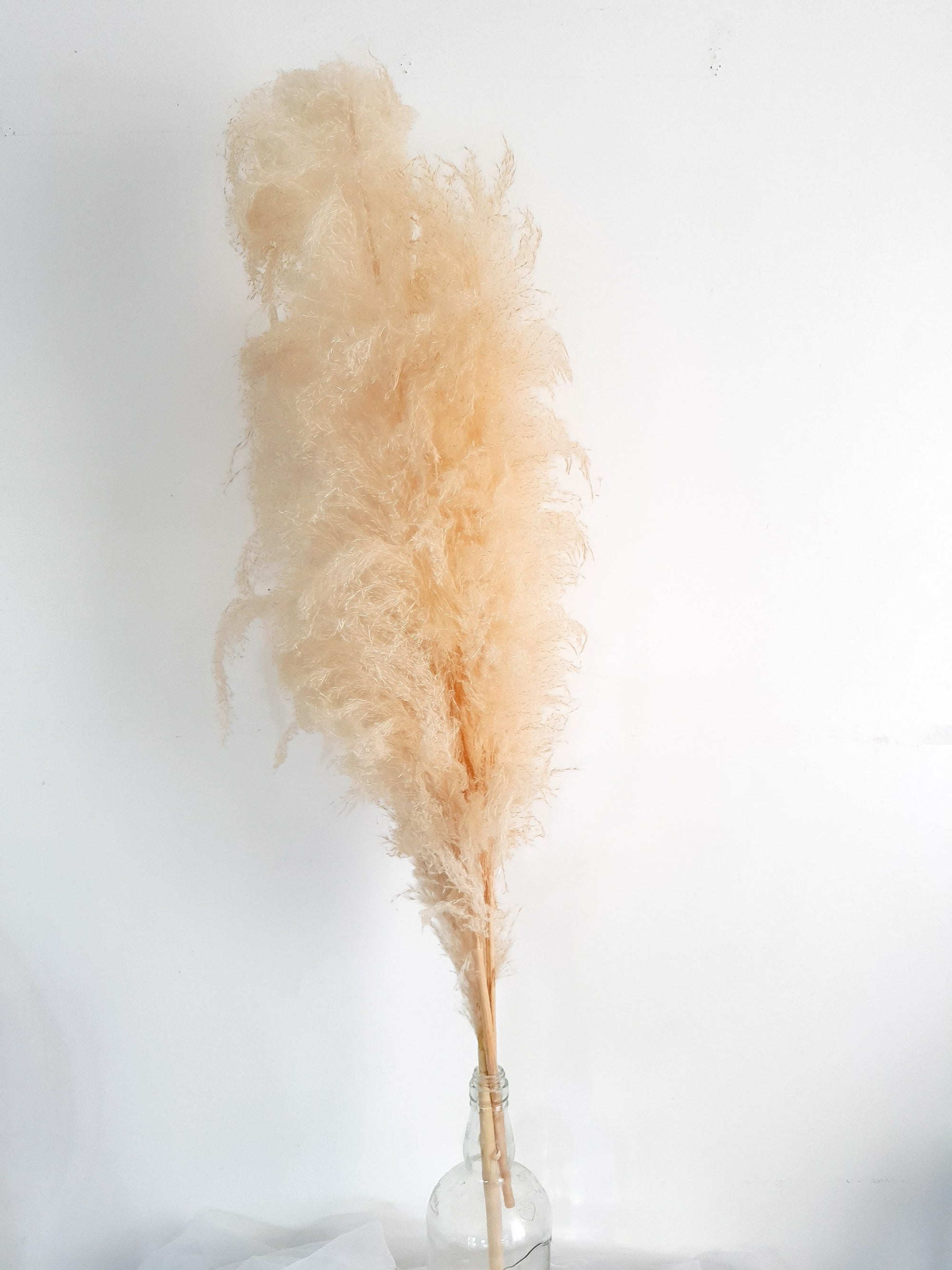 Veniz Cortaderia Ivory Pampas