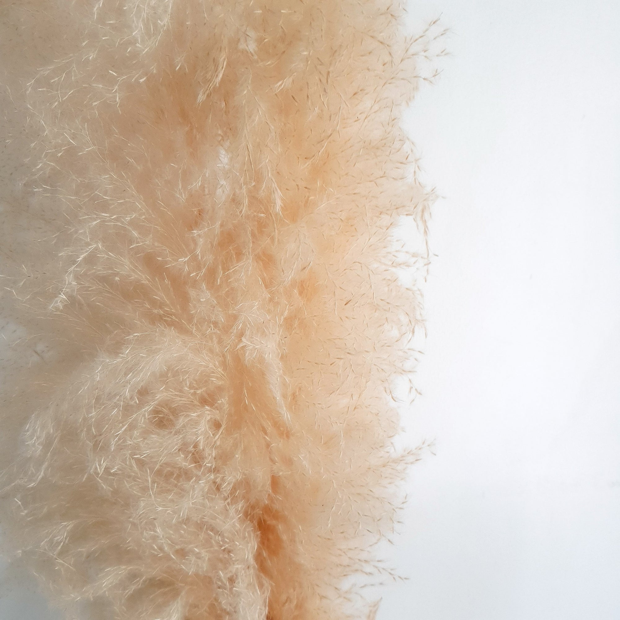 Veniz Cortaderia Ivory Pampas