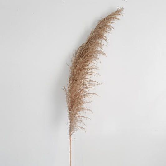 Brid Cortaderia Gray Pampas