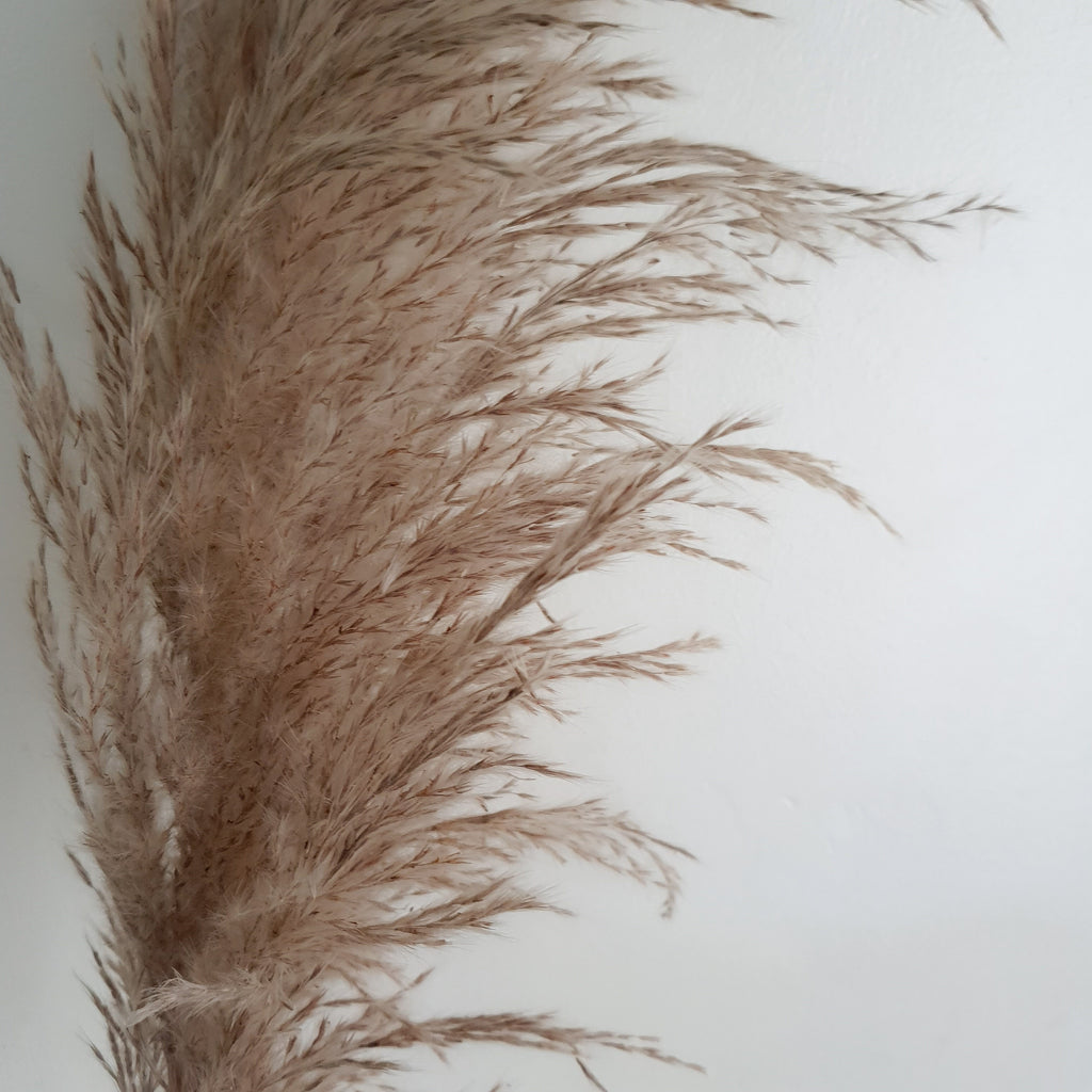 Brid Cortaderia Gray Pampas