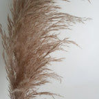 Brid Cortaderia Gray Pampas