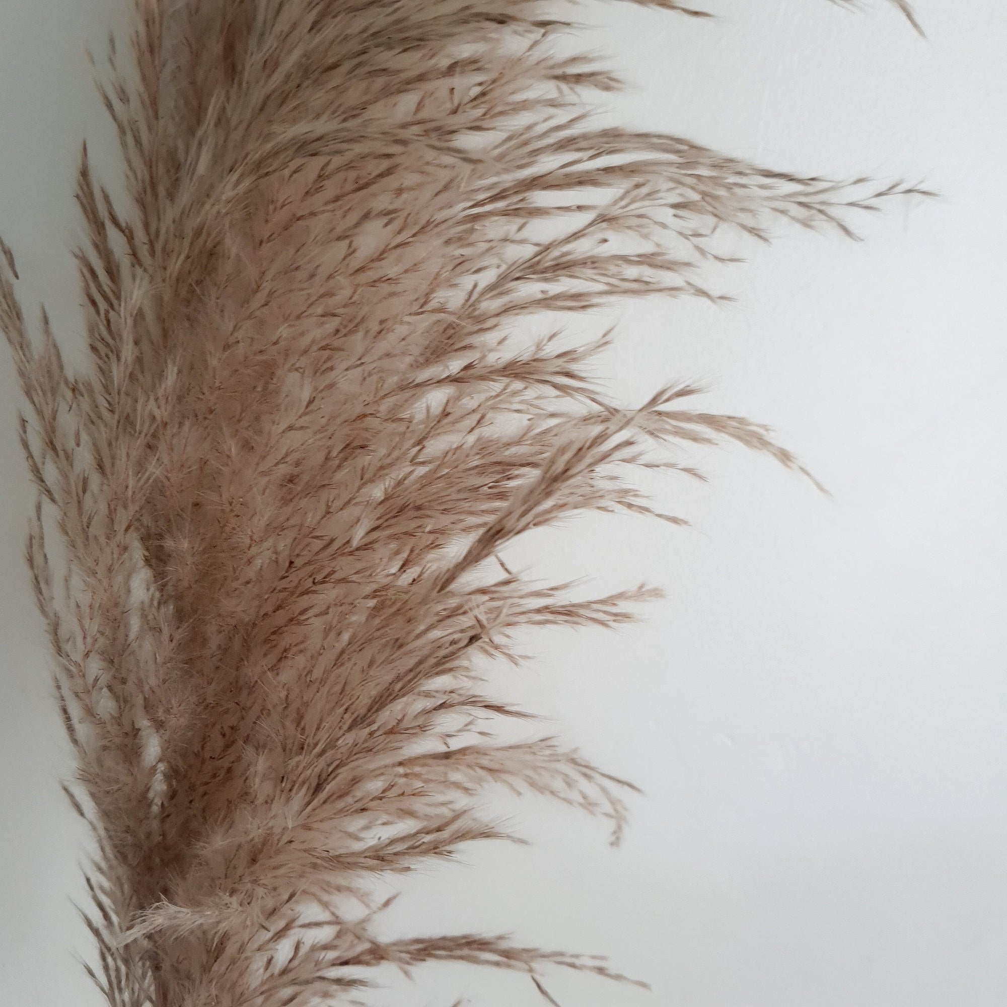 Brid Cortaderia Gray Pampas