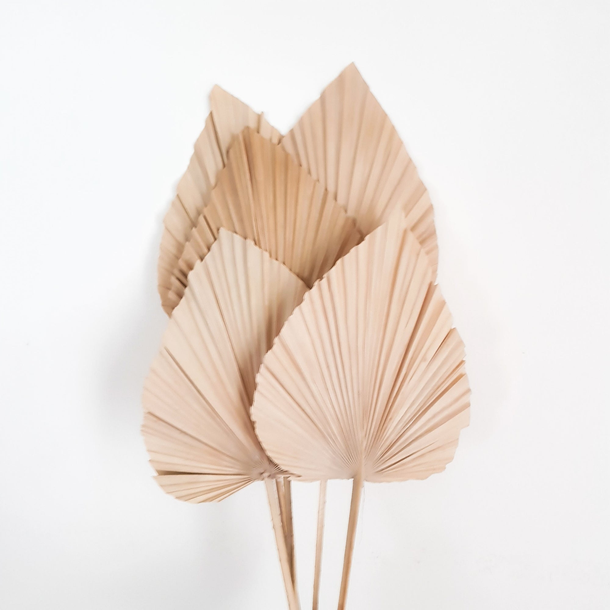 Dried Small Palm Spear