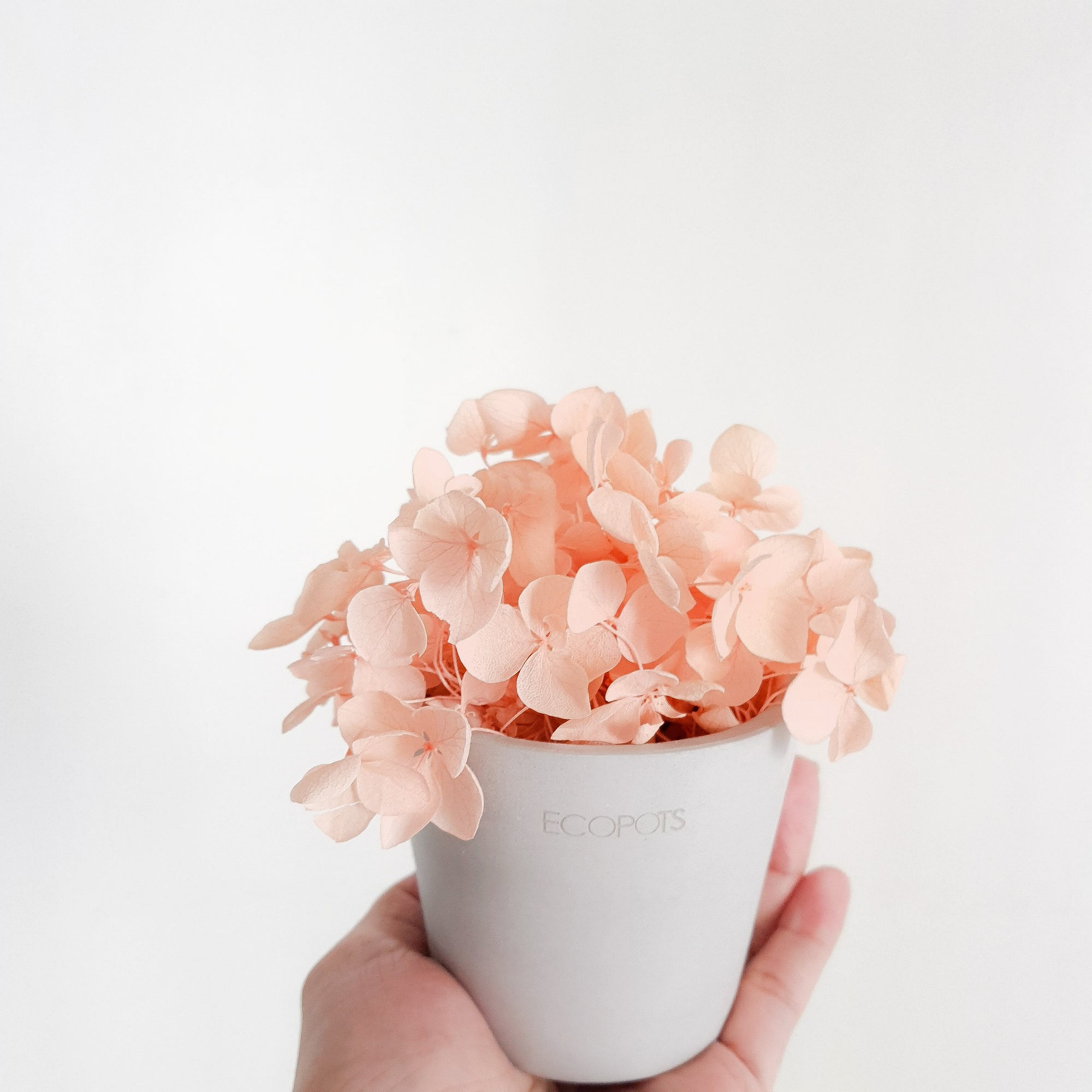 Peach Hydrangeas Petite Posy Pot