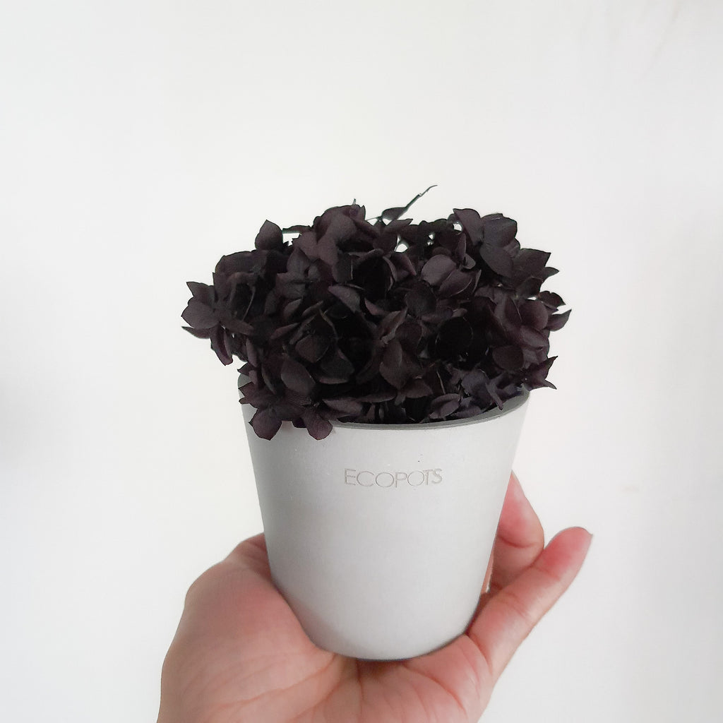 Black Hydrangeas Petite Posy Pot