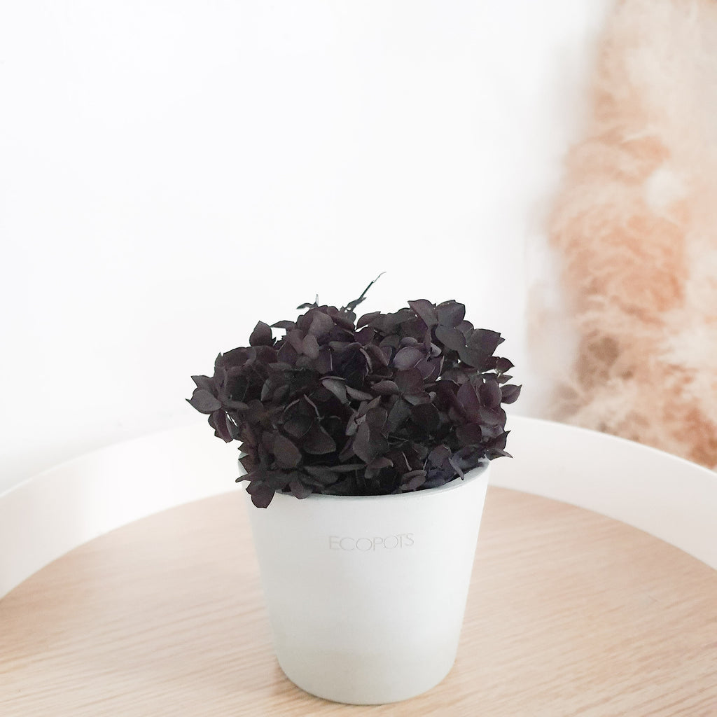 Black Hydrangeas Petite Posy Pot